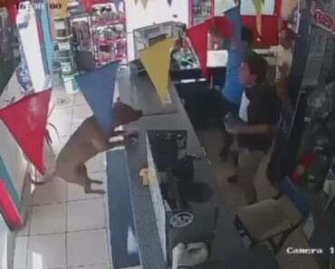 O Cão Que Se Juntou Aos Adeptos Para Comemorar o Golo Do Equador Contra a Alemanha O Cão Que Se Juntou Aos Adeptos Para Comemorar o Golo Do Equador Contra a Alemanha