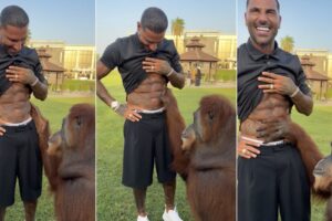 Orangotango Põe à Prova Os Abdominais De Quaresma
