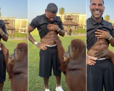 Orangotango Põe à Prova Os Abdominais De Quaresma Orangotango Põe à Prova Os Abdominais De Quaresma
