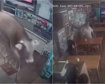 Touro Entra Num Bar Em Espanha e Apanha Clientes De Surpresa Touro Entra Num Bar Em Espanha e Apanha Clientes De Surpresa