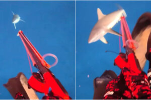 Mergulhador Filma o Momento Em Que é Atacado Por Um Tubarão Nas Ilhas Fiji