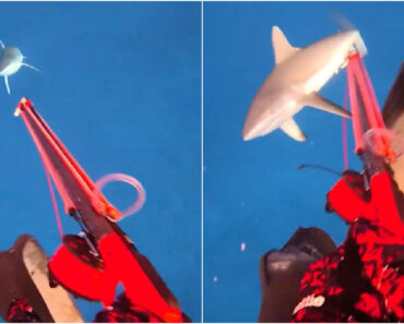 Mergulhador Filma o Momento Em Que é Atacado Por Um Tubarão Nas Ilhas Fiji Mergulhador Filma o Momento Em Que é Atacado Por Um Tubarão Nas Ilhas Fiji