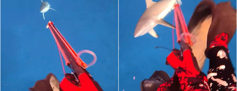 Mergulhador Filma o Momento Em Que é Atacado Por Um Tubarão Nas Ilhas Fiji Mergulhador Filma o Momento Em Que é Atacado Por Um Tubarão Nas Ilhas Fiji