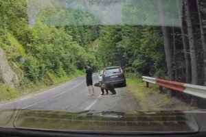Escapa a Um Ataque De Urso-Pardo Na Roménia Sem Saber Como