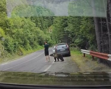 Escapa a Um Ataque De Urso-Pardo Na Roménia Sem Saber Como Escapa a Um Ataque De Urso-Pardo Na Roménia Sem Saber Como