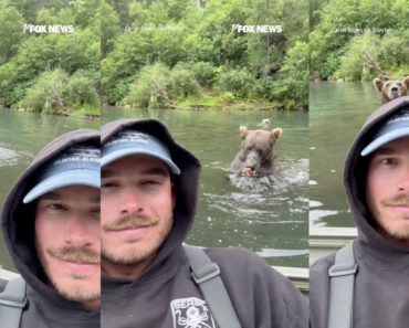 Guia De Pesca Reage Com Uma Calma Impressionante Ao Ficar Com Um Urso-Pardo Mesmo Atrás De Si Guia De Pesca Reage Com Uma Calma Impressionante Ao Ficar Com Um Urso-Pardo Mesmo Atrás De Si