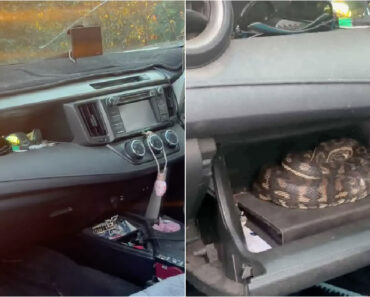Homem é Surpreendido Por Píton De 1,5 Metros Ao Abrir o Porta-Luvas Do Carro Homem é Surpreendido Por Píton De 1,5 Metros Ao Abrir o Porta-Luvas Do Carro