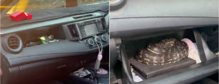 Homem é Surpreendido Por Píton De 1,5 Metros Ao Abrir o Porta-Luvas Do Carro Homem é Surpreendido Por Píton De 1,5 Metros Ao Abrir o Porta-Luvas Do Carro