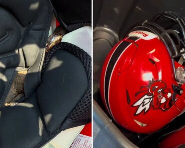 Cobra Venenosa Encontrada Dentro De Capacete De Aluno De Liceu Nos EUA Cobra Venenosa Encontrada Dentro De Capacete De Aluno De Liceu Nos EUA