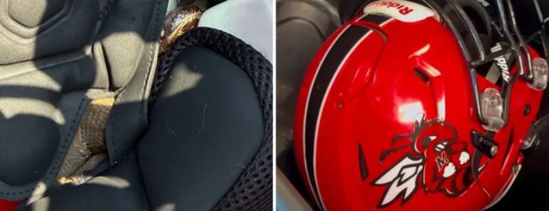 Cobra Venenosa Encontrada Dentro De Capacete De Aluno De Liceu Nos EUA Cobra Venenosa Encontrada Dentro De Capacete De Aluno De Liceu Nos EUA