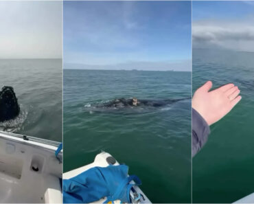Baleia-Jubarte Surpreende Casal Durante Passeio De Barco No Brasil Baleia-Jubarte Surpreende Casal Durante Passeio De Barco No Brasil
