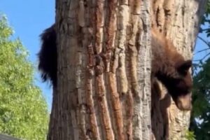 Urso-Negro Resgatado De Árvore No Colorado: “Aterragem Não Foi Suave”