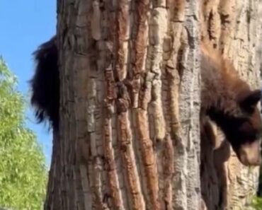 Urso-Negro Resgatado De Árvore No Colorado: “Aterragem Não Foi Suave” Urso-Negro Resgatado De Árvore No Colorado: “Aterragem Não Foi Suave”