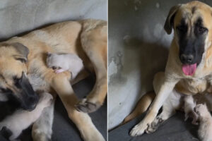 Cadela “Adota” Dois Gatinhos Bebés Abandonados