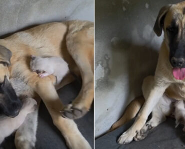 Cadela “Adota” Dois Gatinhos Bebés Abandonados Cadela “Adota” Dois Gatinhos Bebés Abandonados