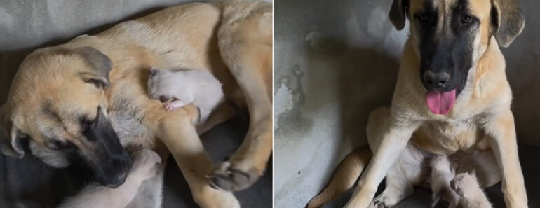 Cadela “Adota” Dois Gatinhos Bebés Abandonados Cadela “Adota” Dois Gatinhos Bebés Abandonados