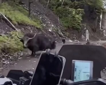 O Que Podia Dar Errado Ao Perseguir Um Animal Selvagem Numa Estrada Estreita… Deu! O Que Podia Dar Errado Ao Perseguir Um Animal Selvagem Numa Estrada Estreita… Deu!