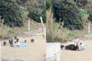 Casal é Surpreendido Por Vara De Javalis Durante Momento Romântico Na Praia