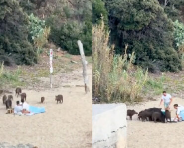 Casal é Surpreendido Por Vara De Javalis Durante Momento Romântico Na Praia Casal é Surpreendido Por Vara De Javalis Durante Momento Romântico Na Praia