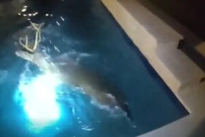 Veado Entra Em Propriedade, é Perseguido e Acaba a Banhos Na Piscina