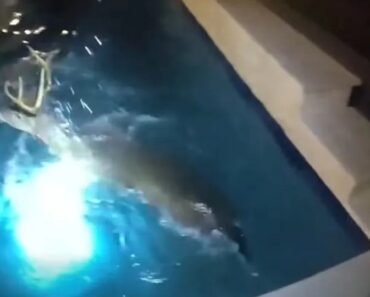 Veado Entra Em Propriedade, é Perseguido e Acaba a Banhos Na Piscina Veado Entra Em Propriedade, é Perseguido e Acaba a Banhos Na Piscina