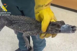 Jacaré Encontrado Debaixo De Carro Nas Canárias. Polícia Procura Dono