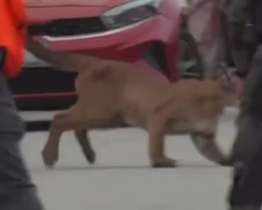 Puma Nas Ruas De São Francisco Gera Alerta. Foi Depois Solto Na Natureza Puma Nas Ruas De São Francisco Gera Alerta. Foi Depois Solto Na Natureza