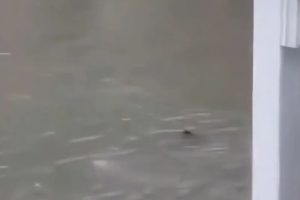 Tubarão Avistado a Nadar Em Ruas Inundadas De Nova Jérsia Após Tempestade