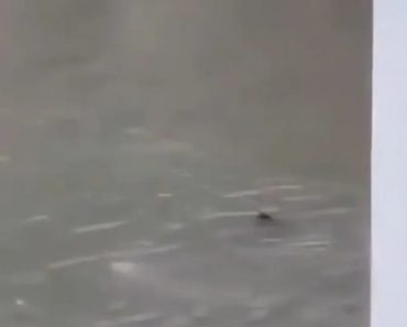 Tubarão Avistado a Nadar Em Ruas Inundadas De Nova Jérsia Após Tempestade Tubarão Avistado a Nadar Em Ruas Inundadas De Nova Jérsia Após Tempestade