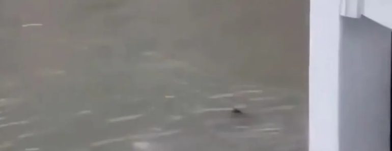 Tubarão Avistado a Nadar Em Ruas Inundadas De Nova Jérsia Após Tempestade Tubarão Avistado a Nadar Em Ruas Inundadas De Nova Jérsia Após Tempestade