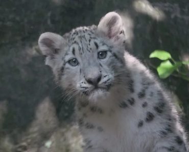 Zoo Do Bronx Introduz Nova Cria De Leopardo-Das-Neves Zoo Do Bronx Introduz Nova Cria De Leopardo-Das-Neves