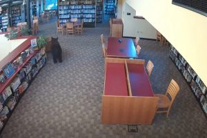 Urso Visita Biblioteca No Centésimo Aniversário De Winnie-The-Pooh