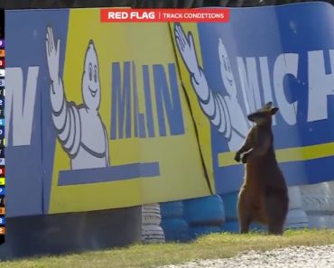 Canguru Entra Na Pista e Interrompe Treinos Do Motogp Na Austrália Canguru Entra Na Pista e Interrompe Treinos Do Motogp Na Austrália