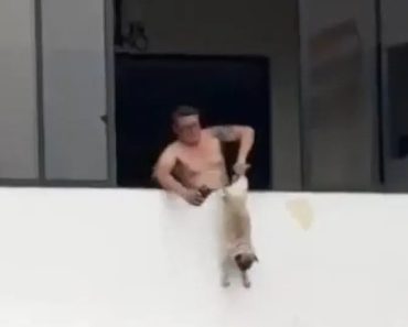 Ex-Jogador De Futebol Detido Após Ser Filmado a Pendurar Cão à Janela Ex-Jogador De Futebol Detido Após Ser Filmado a Pendurar Cão à Janela