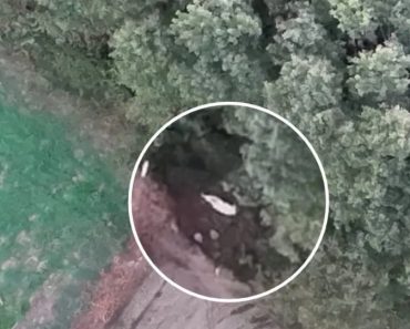 Idoso Desaparecido Em Aveiro Localizado Por Drone Da GNR Idoso Desaparecido Em Aveiro Localizado Por Drone Da GNR
